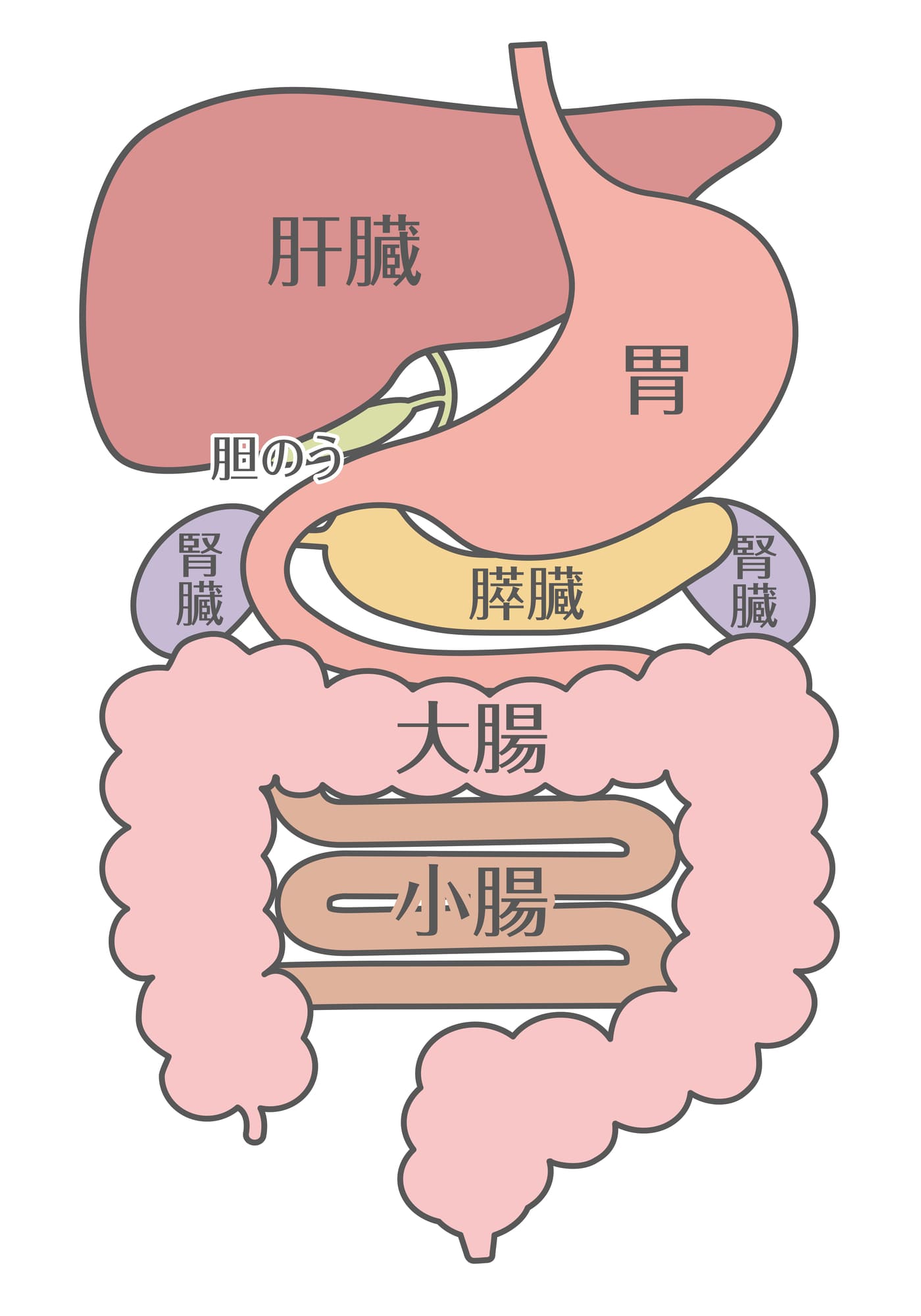 肝臓のイラスト
